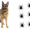 Witten Pest Control gallery