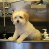 Johns Mobile Pet Grooming gallery