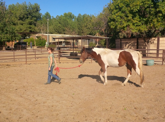 Discover Essential Horsemanship - Moorpark, CA