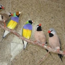 For Birds Only - Pet Lovers USA - Pet Stores
