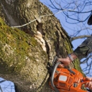 Action Tree Care - Stump Removal & Grinding