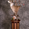 Slick Rock Taxidermy gallery