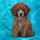 Falgout's Furry Friends - Poodles - Pet Breeders