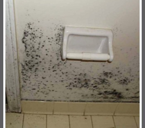 Tallahassee Mold Pros - Tallahassee, FL