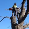 Renaissance Tree Care gallery