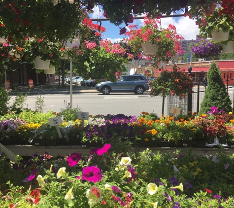 Ricky's Flower Market - Somerville, MA