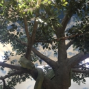 Garden of Eden