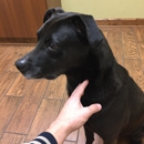 Sycamore Animal Clinic, P - Veterinarians
