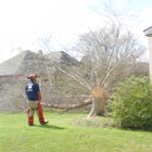D's Tree & Stump Removal Mr