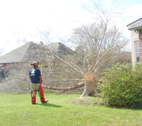 D's Tree & Stump Removal Mr - Baton Rouge, LA