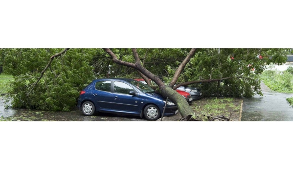 Irwin Clements Tree Service - Hobart, TAS