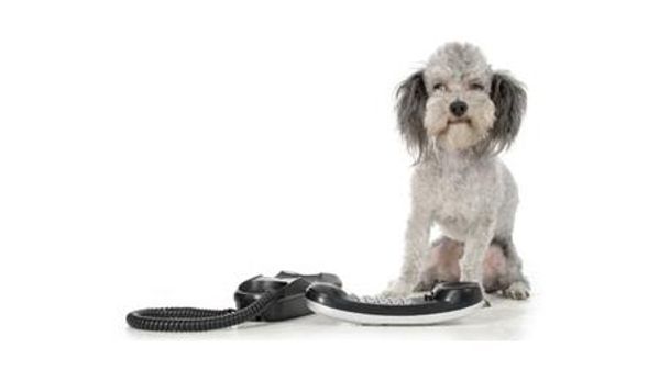 Bassendean Veterinary Hospital - Bassendean, WA