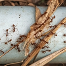 Padanaram Pest Pros - Pest Control Equipment & Supplies