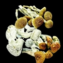 Magic Mushrooms Dispensary