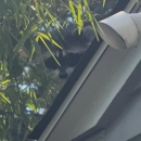Emerald Wildlife Control