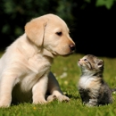 Howard Veterinary Services, LLC - Pet Services