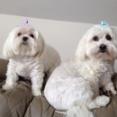 Paw Salon