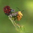 Bug Stop Exterminators - Pest Control Equipment & Supplies