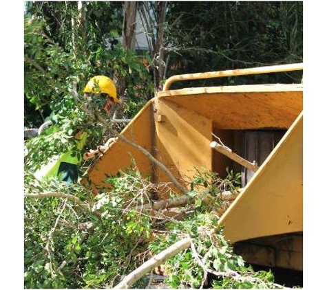 In To It Tree Lopping - Wynnum West, QLD