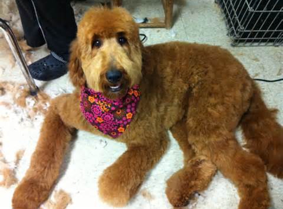 Lakeside Dog Grooming Of Sterling Heights - Sterling Heights, MI