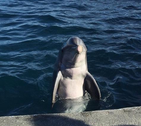 Marineland Dolphin Adventure - Saint Augustine, FL