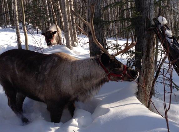 Running Reindeer Ranch - Fairbanks, AK