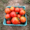 Waltham Fields Community Farm gallery