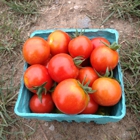 Waltham Fields Community Farm