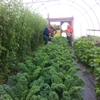 Cedar Creek Garden, LLC gallery