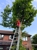 Sal's Landscape & Tree Service - Tree Service