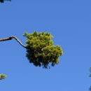 Luna's Tree Service - Tree Service