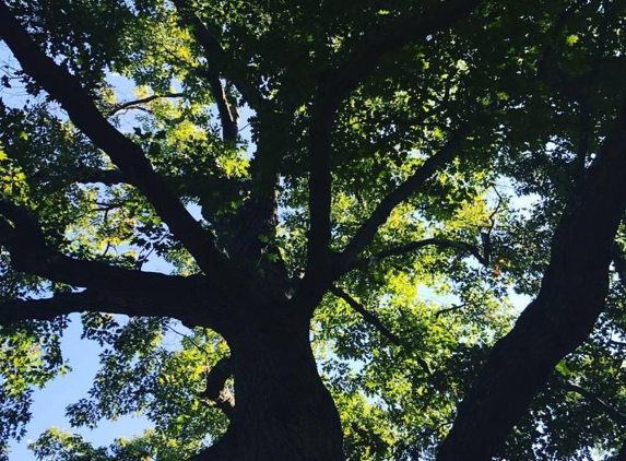 Parshall Tree Service LLC - Traverse City, MI. As we start another week off right, the Arborists at Parshall Tree look forward to keeping your trees healthy and safe! #parshalltreecare