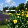 Purple Rain Lavender Farm gallery