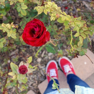 South Texas Botanical Gardens & Nature Center - Corpus Christi, TX