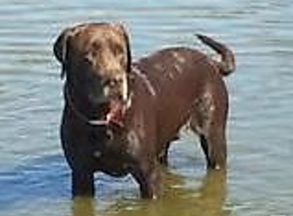 Sagebrush Labradors - Corpus Christi, TX