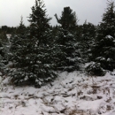 Boston Hill Nursery, Inc. - Christmas Trees