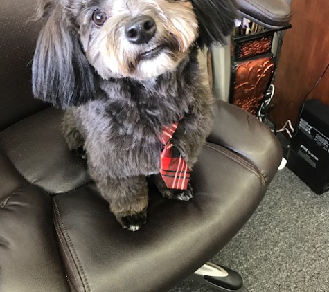 Blue Ribbon Pet Grooming - Loganville, GA