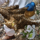 Buzzing Best Farms - Beekeeping & Supplies