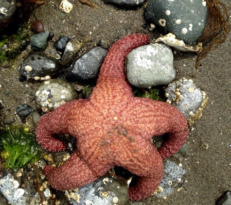 Scenic Beach State Park - Seabeck, WA