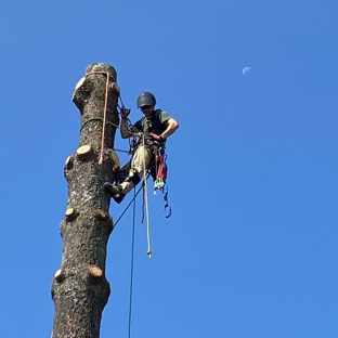 Green Holly Arborists