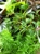 Sun Harbor Nursery - Nurseries-Plants & Trees
