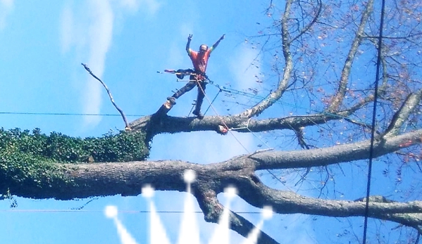 Johnson's Tree Care - Big Stone Gap, VA