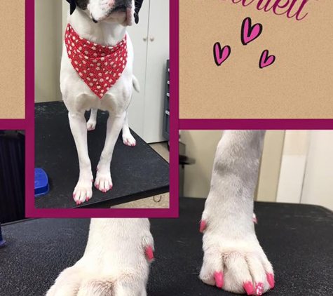 Stacy's Pampered Paws LLC - Hooksett, NH