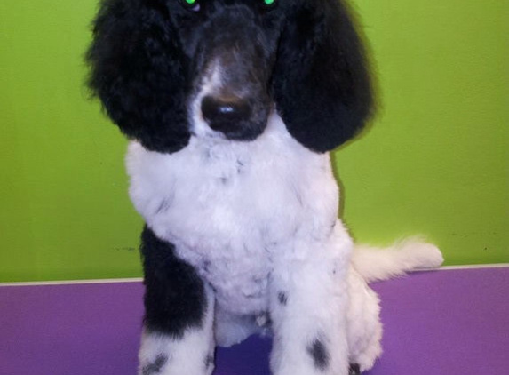 Leanne's Passion Pet Salon - Greystanes, NSW