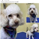 A & B Doggy Salon LLC - Pet Grooming