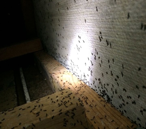 Evicta Pest Management