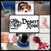 Desert Rose Restoration gallery