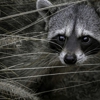Rocky Mountain Pest Control gallery