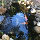 Sacramento Koi