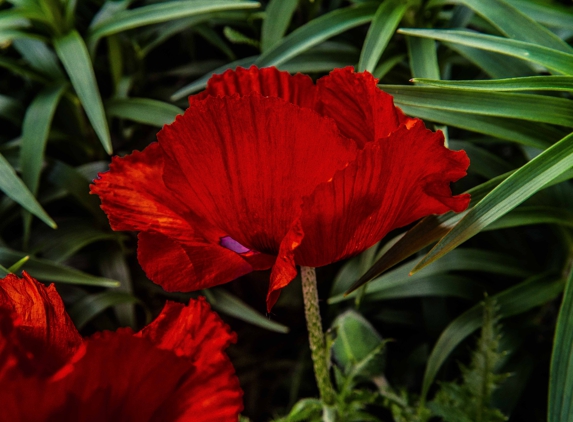 DAH Fine Art Photography - Kearney, NE. Sample of Floral works. Poppies